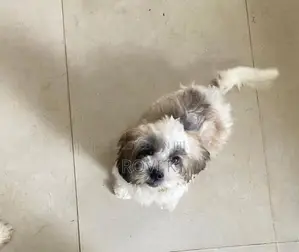 Shih Tzu Puppy