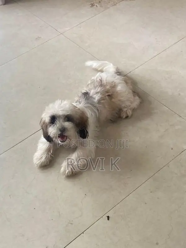 Shih Tzu Puppy