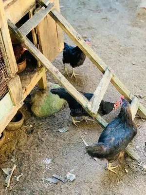 Gam Hen