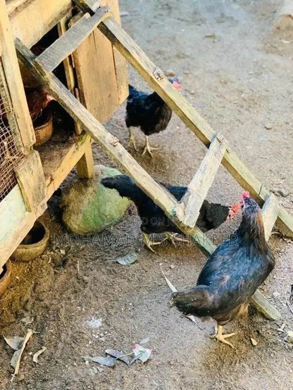Gam Hen