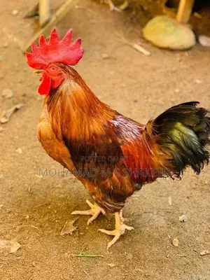 Gam Hen