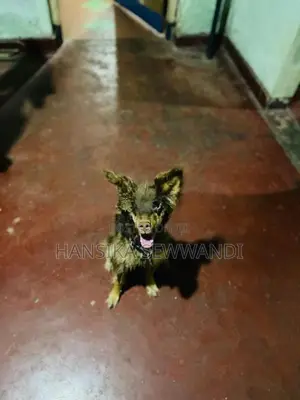 ජර්මන් ශේපට් පිරිමි සතෙකු
