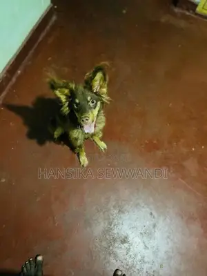 ජර්මන් ශේපට් පිරිමි සතෙකු