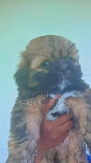 Shihtzu Puppy