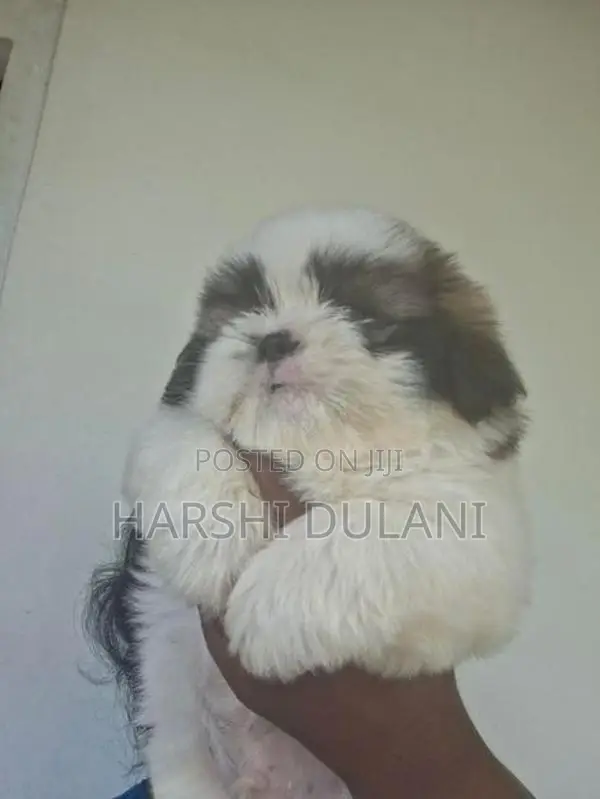 Shihtzu Puppy