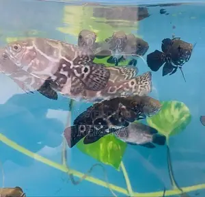Oscar Fish