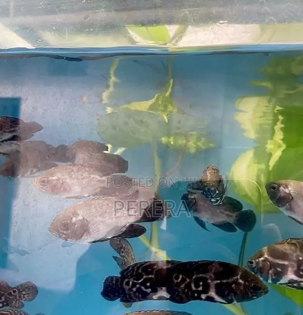 Oscar Fish