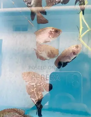 Oscar Fish