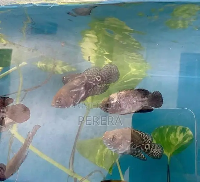 Oscar Fish