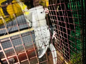 Cocktail Birds