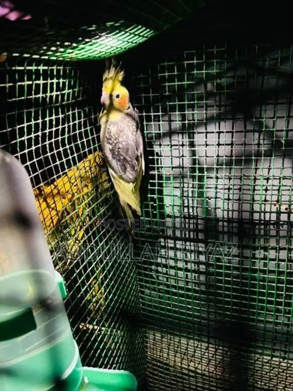 Cocktail Birds