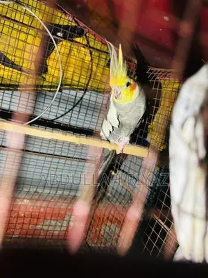 Cocktail Birds