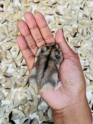 Hamster