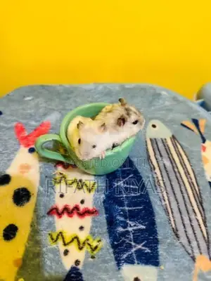 Hamster