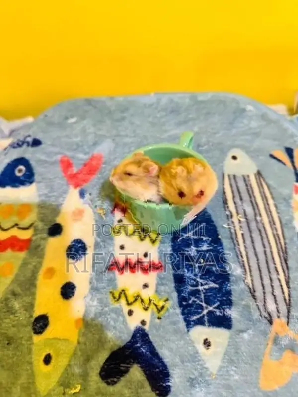 Hamster