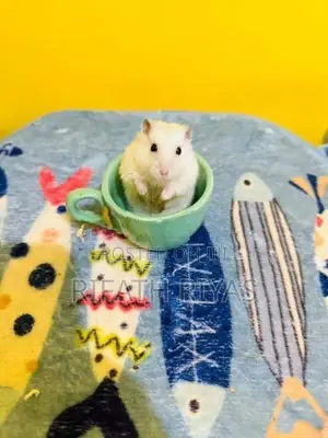 Hamster