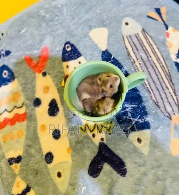 Hamster