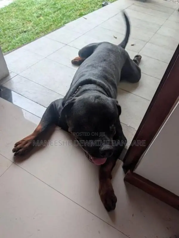 Rottweiler Male Dog