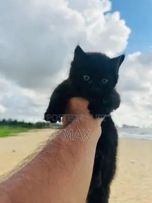 Persian Kitten