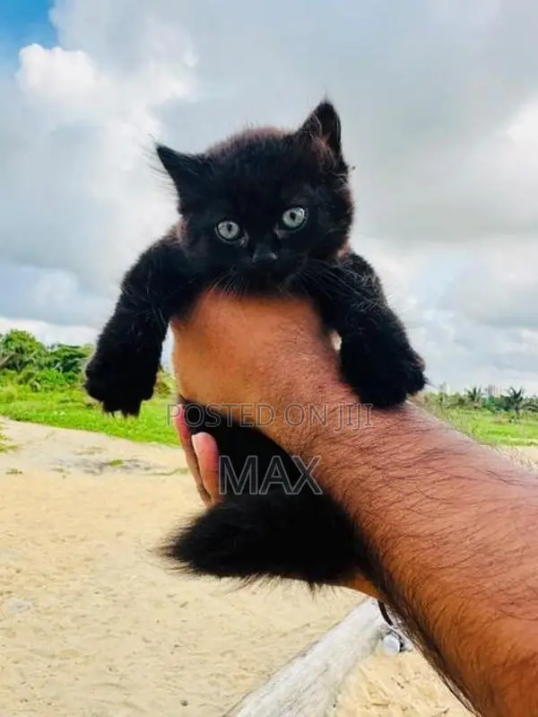 Persian Kitten