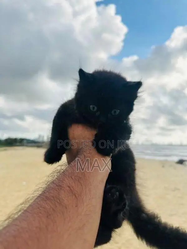 Persian Kitten