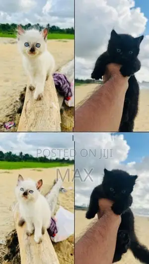 Persian Kitten