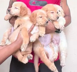 Golden Retriever Puppy
