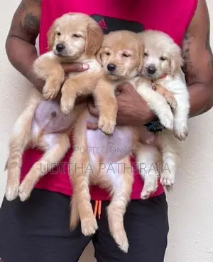 Golden Retriever Puppy
