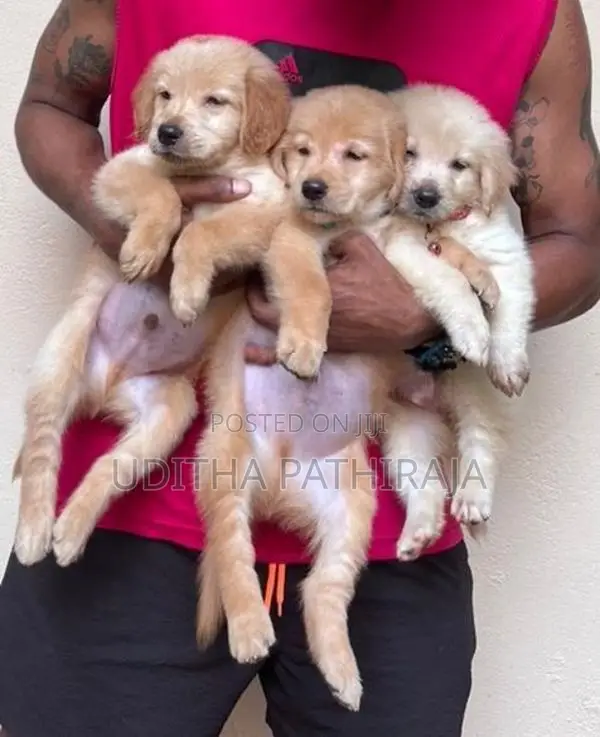 Golden Retriever Puppy