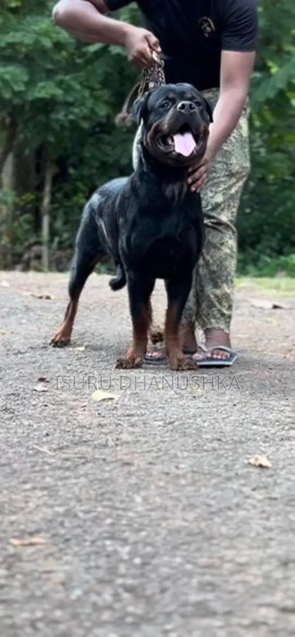 Rottweiler Female Dog