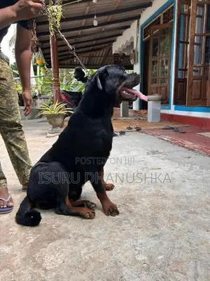 Rottweiler Female Dog