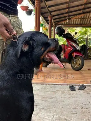 Rottweiler Female Dog