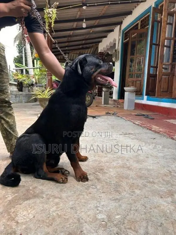 Rottweiler Female Dog