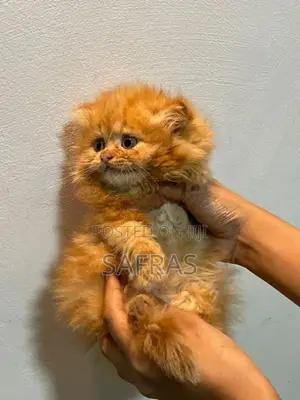 Pure Ginger Semi Punch Face Kitten