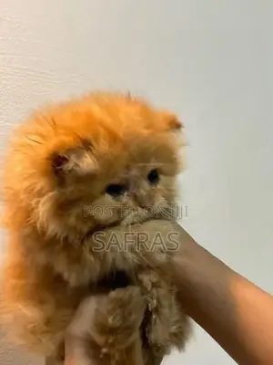 Pure Ginger Semi Punch Face Kitten