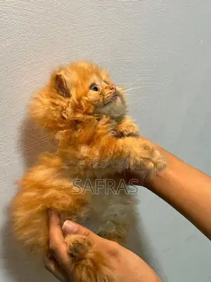 Pure Ginger Semi Punch Face Kitten