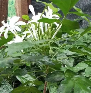 බිංකොහොඹ පැල