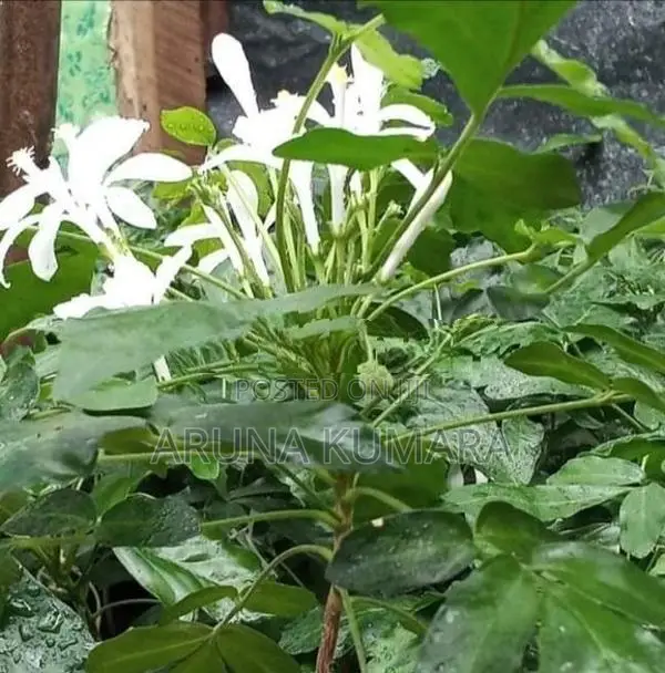 බිංකොහොඹ පැල