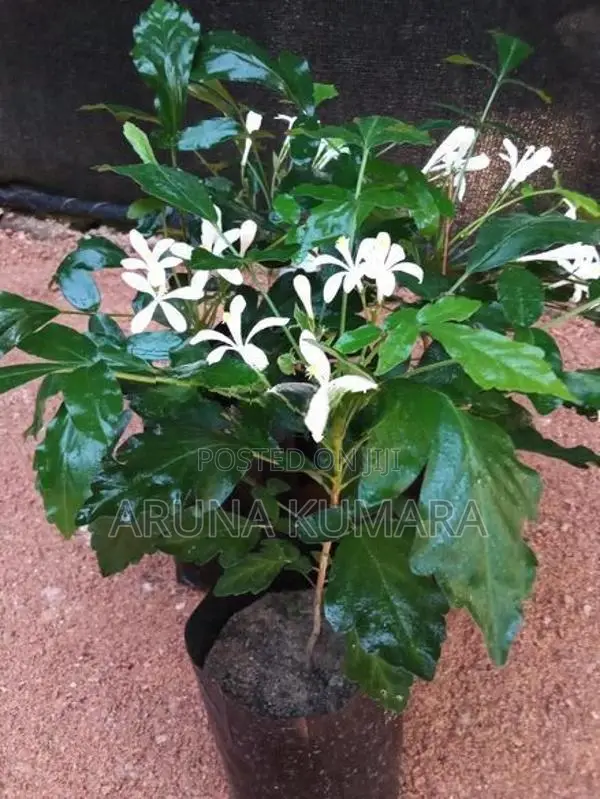 බිංකොහොඹ පැල