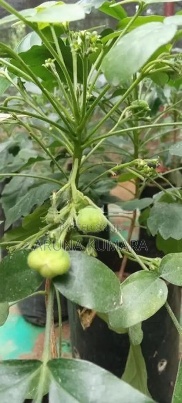 බිංකොහොඹ පැල