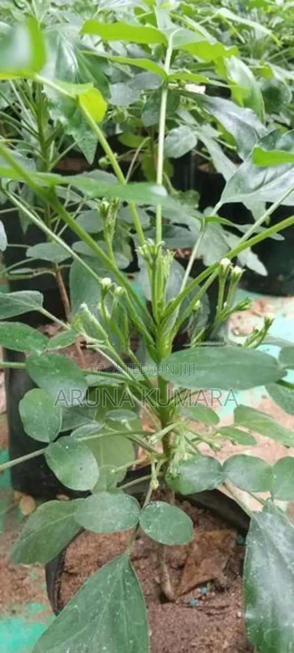 බිංකොහොඹ පැල