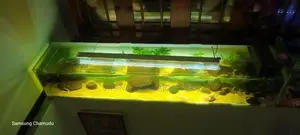 Fish Tank
