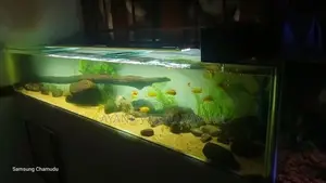 Fish Tank