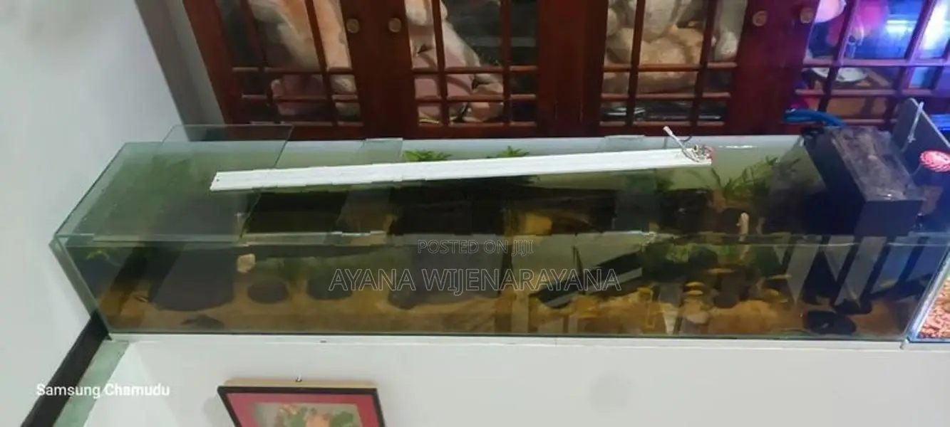 Fish Tank
