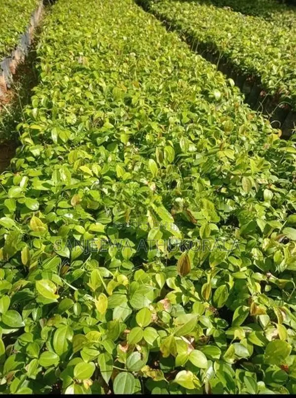 Cinnamon Plants