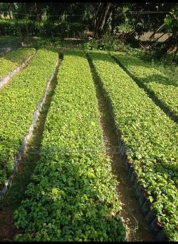 Cinnamon Plants