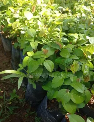 Cinnamon Plants