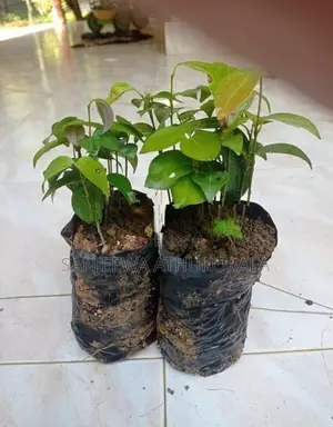 Cinnamon Plants