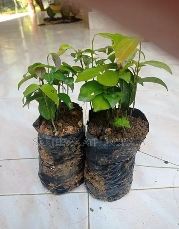Cinnamon Plants