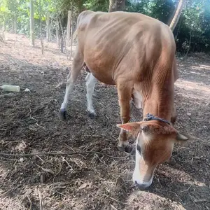Nampan Cow